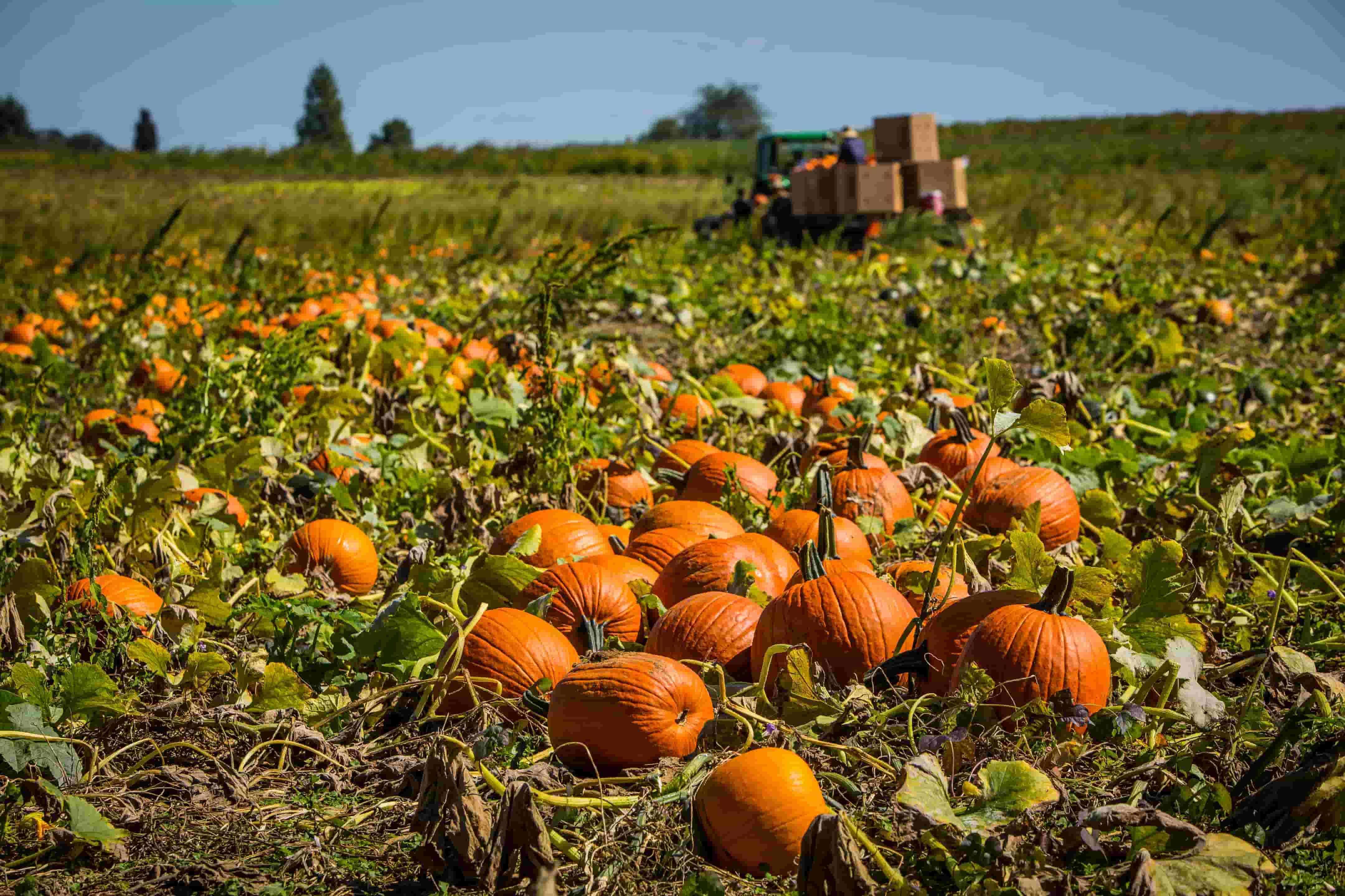 Growing Pumpkins Grow And Care For Pumpkin Plants Farms